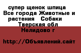 супер щенок шпица - Все города Животные и растения » Собаки   . Тверская обл.,Нелидово г.